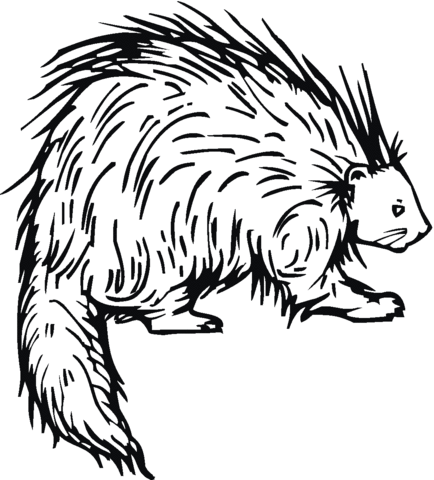 Porcupine 5 Coloring Page